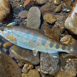 もののふ４５Ｓでアマゴ爆釣！